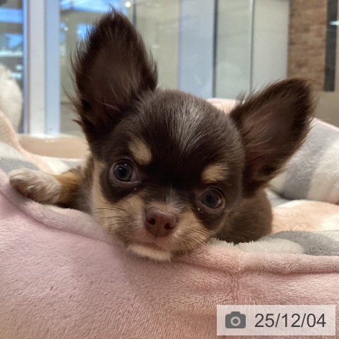 神奈川県のチワワ(ロング) (ペットプラス 座間店/2025年9月22日生まれ/女の子/チョコレートタンホワイト)の子犬の3枚目の画像