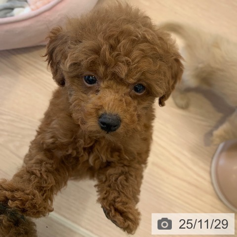 トイ・プードルの写真