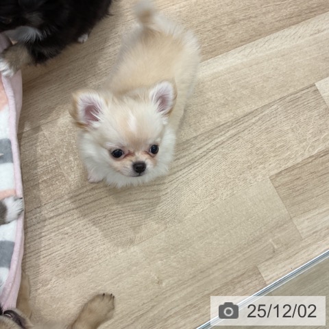 群馬県のチワワ(ロング) (ペットプラス イオンモール太田店/2025年9月29日生まれ/男の子/クリームホワイト)の子犬の3枚目の画像