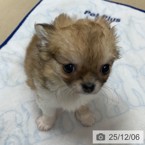 千葉県のチワワ(ロング) (ペットプラス 幕張新都心店/2025年9月29日生まれ/女の子/レッドホワイト)の子犬の3枚目の画像