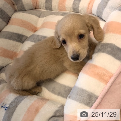 ミニチュア・ダックスフンドの写真