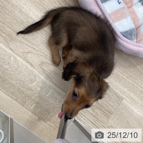 東京都のミニチュアダックスフンド(ロング) (ペットプラス むさし村山店/2025年9月29日生まれ/女の子/レッド)の子犬の3枚目の画像