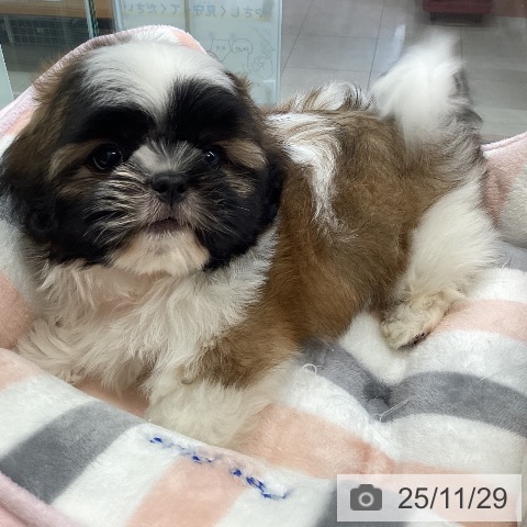 シー・ズーの写真