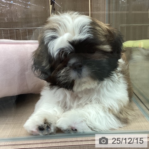 神奈川県のシーズー (ペッツワン 横須賀久里浜店/2025年9月25日生まれ/男の子/ホワイトゴールド)の子犬の4枚目の画像