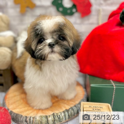 神奈川県のシーズー (ペッツワン 横須賀久里浜店/2025年9月25日生まれ/男の子/ホワイトゴールド)の子犬の4枚目の画像