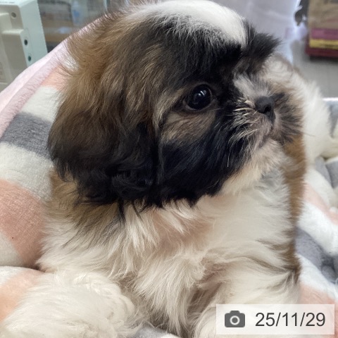 シー・ズーの写真