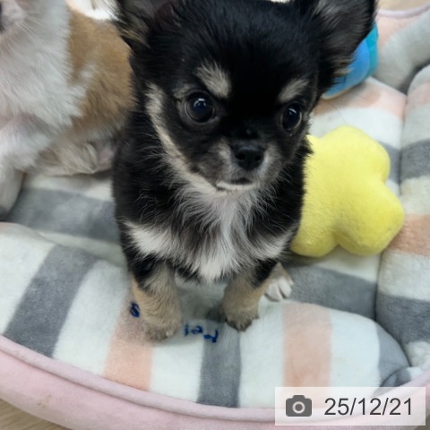 東京都のチワワ(ロング) (ペットプラス 多摩平の森店/2025年9月29日生まれ/女の子/ブラックタンホワイト)の子犬の3枚目の画像
