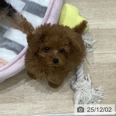 岩手県のトイプードル(トイ) (ペットプラス 盛岡南店/2025年9月20日生まれ/男の子/レッド)の子犬の4枚目の画像