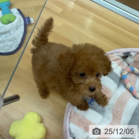 千葉県のトイプードル(トイ) (ペットプラス 八千代緑が丘店/2025年9月20日生まれ/女の子/レッド)の子犬の3枚目の画像