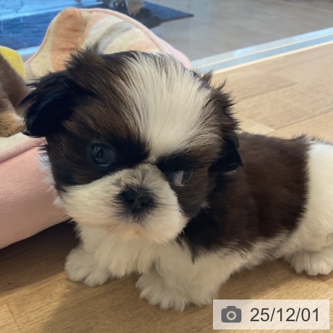 シー・ズーの写真