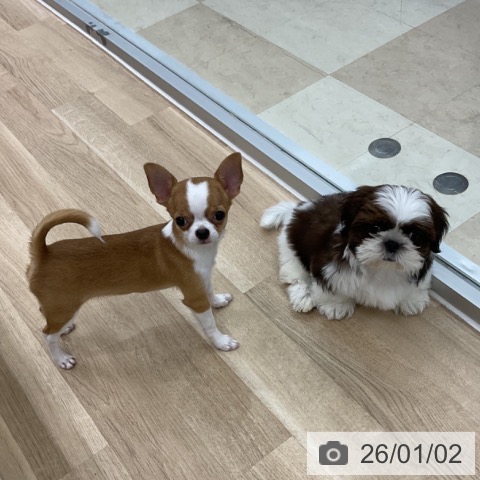 神奈川県のシーズー (ペットプラス アミーゴ藤沢店/2025年9月26日生まれ/女の子/ホワイトゴールド)の子犬の4枚目の画像