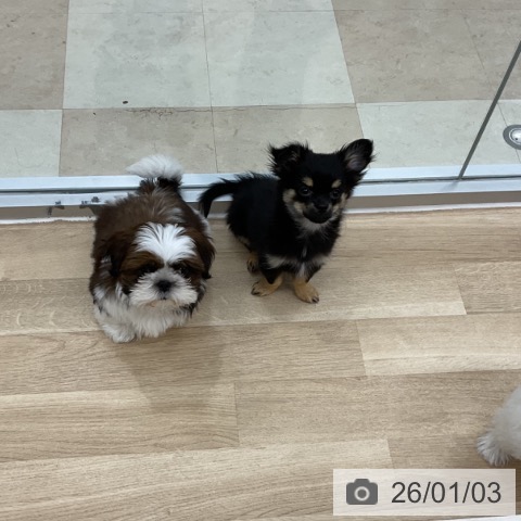 神奈川県のシーズー (ペットプラス アミーゴ藤沢店/2025年9月26日生まれ/女の子/ホワイトゴールド)の子犬の4枚目の画像