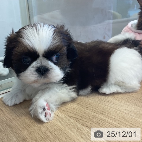 シー・ズーの写真