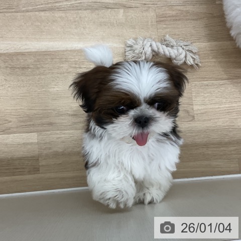 神奈川県のシーズー (ペッツワン 横須賀久里浜店/2025年9月26日生まれ/女の子/ホワイトゴールド)の子犬の3枚目の画像