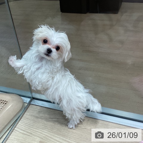 千葉県のマルチーズ (ペットプラス 柏店/2025年9月29日生まれ/男の子/ホワイト)の子犬の4枚目の画像