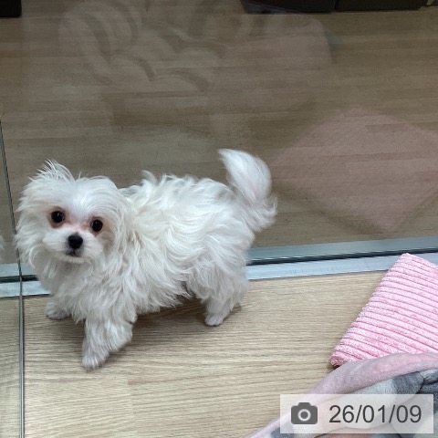 千葉県のマルチーズ (ペットプラス 柏店/2025年9月29日生まれ/男の子/ホワイト)の子犬の3枚目の画像