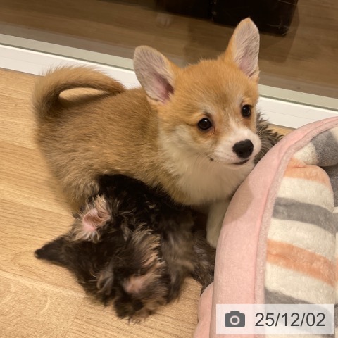 ウェルシュ・コーギー・ペンブロークの写真