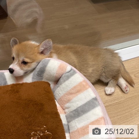 ウェルシュ・コーギー・ペンブロークの写真