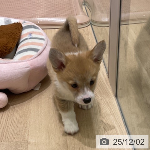 ウェルシュ・コーギー・ペンブロークの写真