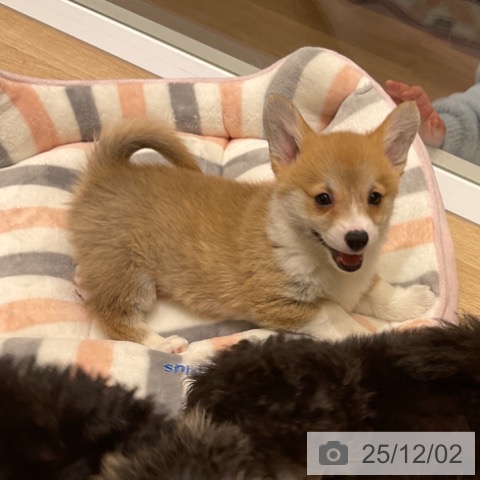 ウェルシュ・コーギー・ペンブロークの写真