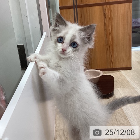 東京都のラグドール (ペットプラス むさし村山店/2025年9月29日生まれ/女の子/ブルーポイントバイカラー)の子猫の3枚目の画像