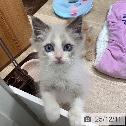 東京都のラグドール (ペットプラス むさし村山店/2025年9月29日生まれ/女の子/ブルーポイントバイカラー)の子猫の4枚目の画像