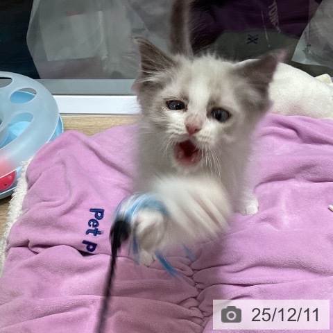 東京都のラグドール (ペットプラス むさし村山店/2025年9月29日生まれ/女の子/ブルーポイントバイカラー)の子猫の3枚目の画像