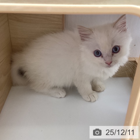 ラグドールの写真