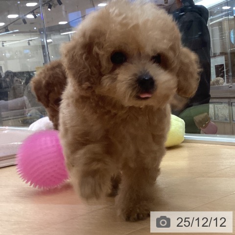 埼玉県のトイプードル(トイ) (ペットプラス 浦和美園店/2025年9月28日生まれ/男の子/アプリコット)の子犬の4枚目の画像