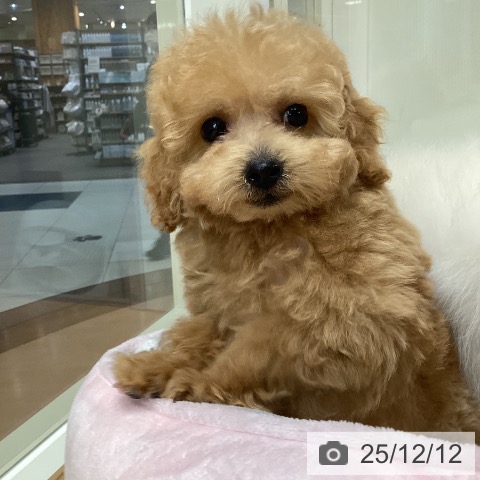 埼玉県のトイプードル(トイ) (ペットプラス 浦和美園店/2025年9月28日生まれ/男の子/アプリコット)の子犬の3枚目の画像