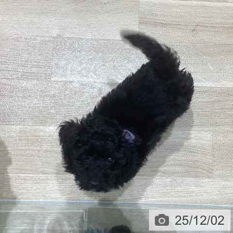 岩手県のトイプードル(トイ) (ペットプラス 盛岡南店/2025年9月28日生まれ/男の子/ブラック)の子犬の3枚目の画像