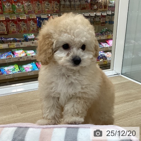 群馬県のトイプードル(トイ) (ペットプラス 前橋店/2025年9月28日生まれ/男の子/アプリコット)の子犬の3枚目の画像