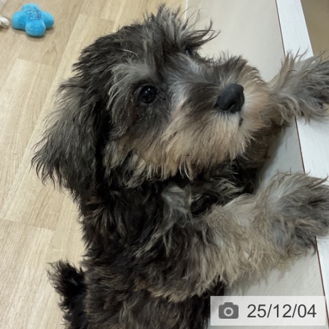 ミニチュア・シュナウザーの写真