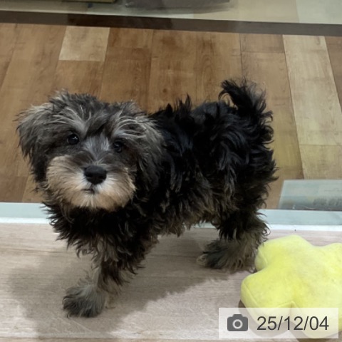 ミニチュア・シュナウザーの写真