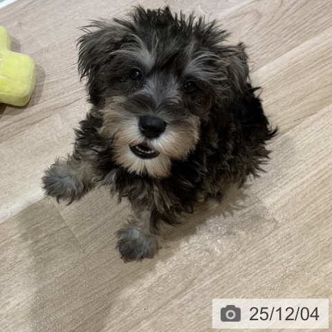 ミニチュア・シュナウザーの写真