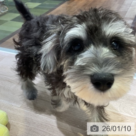 長野県のミニチュアシュナウザー (ペットプラス 長野店/2025年9月26日生まれ/女の子/ソルトペッパー)の子犬の3枚目の画像