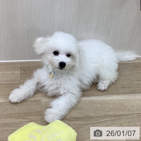 群馬県のビションフリーゼ (ペットプラス 前橋店/2025年9月25日生まれ/男の子/ホワイト)の子犬の3枚目の画像