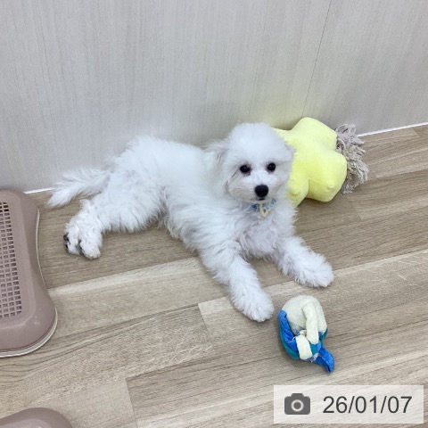 群馬県のビションフリーゼ (ペットプラス 前橋店/2025年9月25日生まれ/男の子/ホワイト)の子犬の3枚目の画像