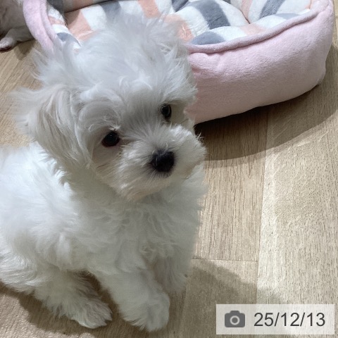 宮城県のマルチーズ (ペットプラス 名取店/2025年9月29日生まれ/男の子/ホワイト)の子犬の3枚目の画像