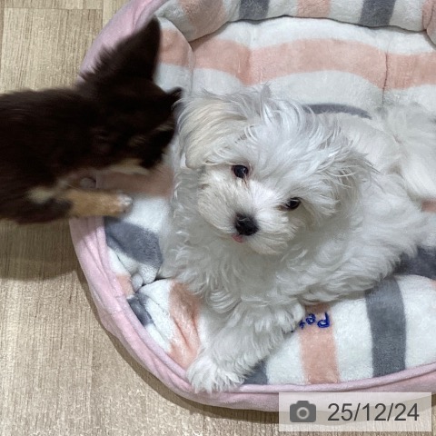 宮城県のマルチーズ (ペットプラス 名取店/2025年9月29日生まれ/男の子/ホワイト)の子犬の3枚目の画像