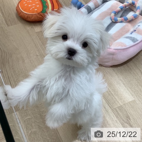 マルチーズの写真