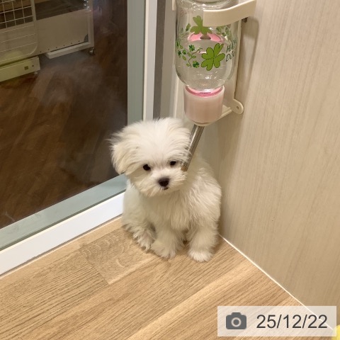 千葉県のマルチーズ (ペットプラス 船橋店/2025年9月29日生まれ/男の子/ホワイト)の子犬の4枚目の画像