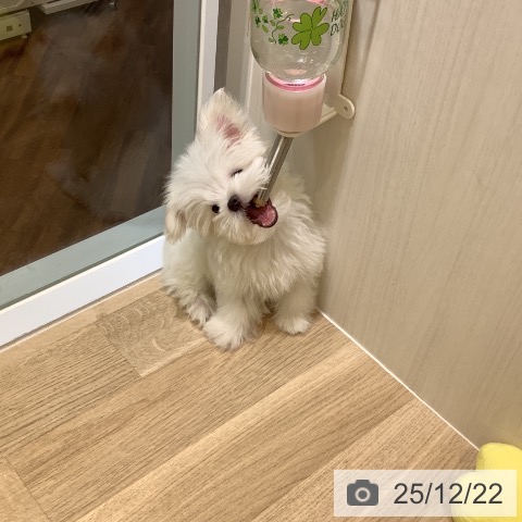 千葉県のマルチーズ (ペットプラス 船橋店/2025年9月29日生まれ/男の子/ホワイト)の子犬の3枚目の画像