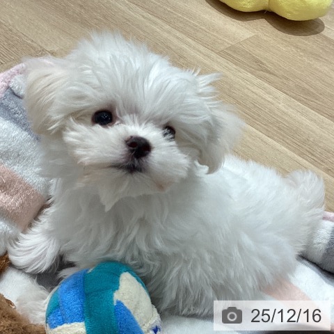 埼玉県のマルチーズ (ペットプラス ピオニウォーク東松山店/2025年9月29日生まれ/男の子/ホワイト)の子犬の4枚目の画像