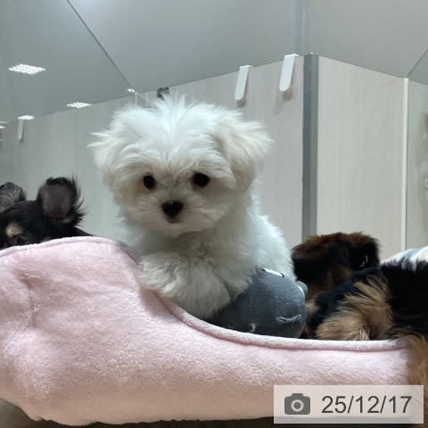 埼玉県のマルチーズ (ペットプラス ピオニウォーク東松山店/2025年9月29日生まれ/男の子/ホワイト)の子犬の3枚目の画像