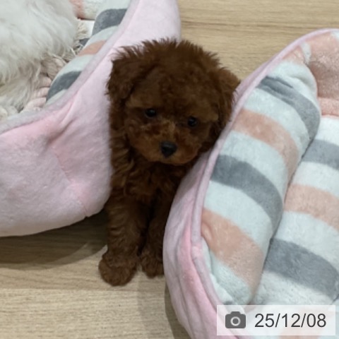 埼玉県のトイプードル(トイ) (ペットプラス ららぽーと富士見店/2025年9月30日生まれ/男の子/レッド)の子犬の4枚目の画像