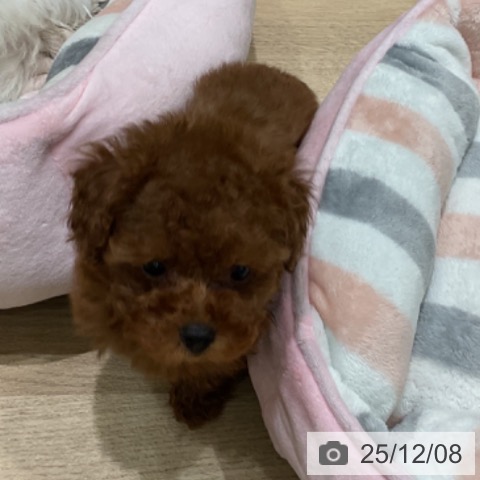 埼玉県のトイプードル(トイ) (ペットプラス ららぽーと富士見店/2025年9月30日生まれ/男の子/レッド)の子犬の3枚目の画像