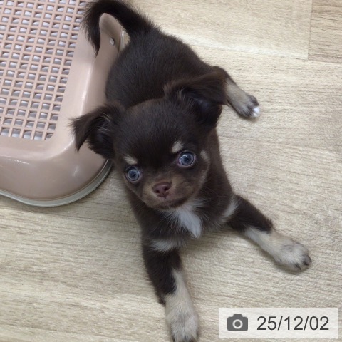 東京都のチワワ(ロング) (ペットプラス 日の出店/2025年10月1日生まれ/男の子/チョコレートタンホワイト)の子犬の4枚目の画像