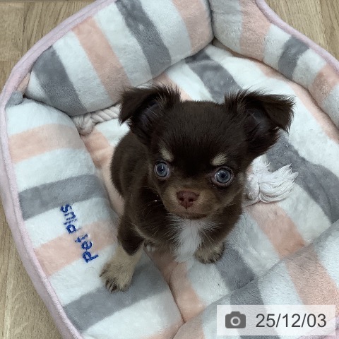 東京都のチワワ(ロング) (ペットプラス 日の出店/2025年10月1日生まれ/男の子/チョコレートタンホワイト)の子犬の3枚目の画像