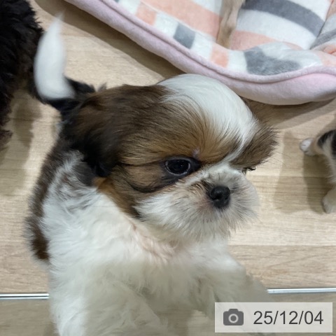 シー・ズーの写真